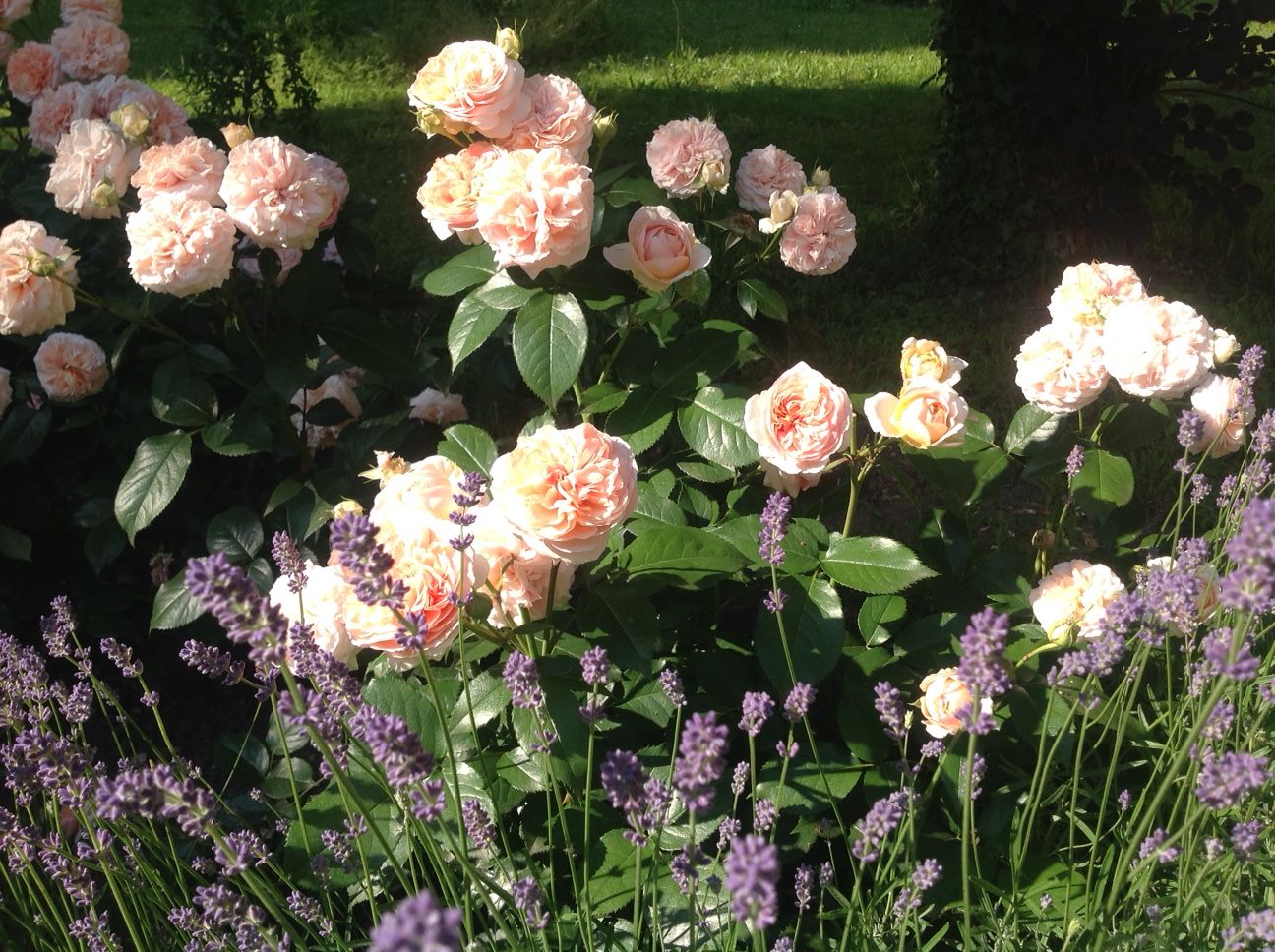 Blühender, duftender Sommer