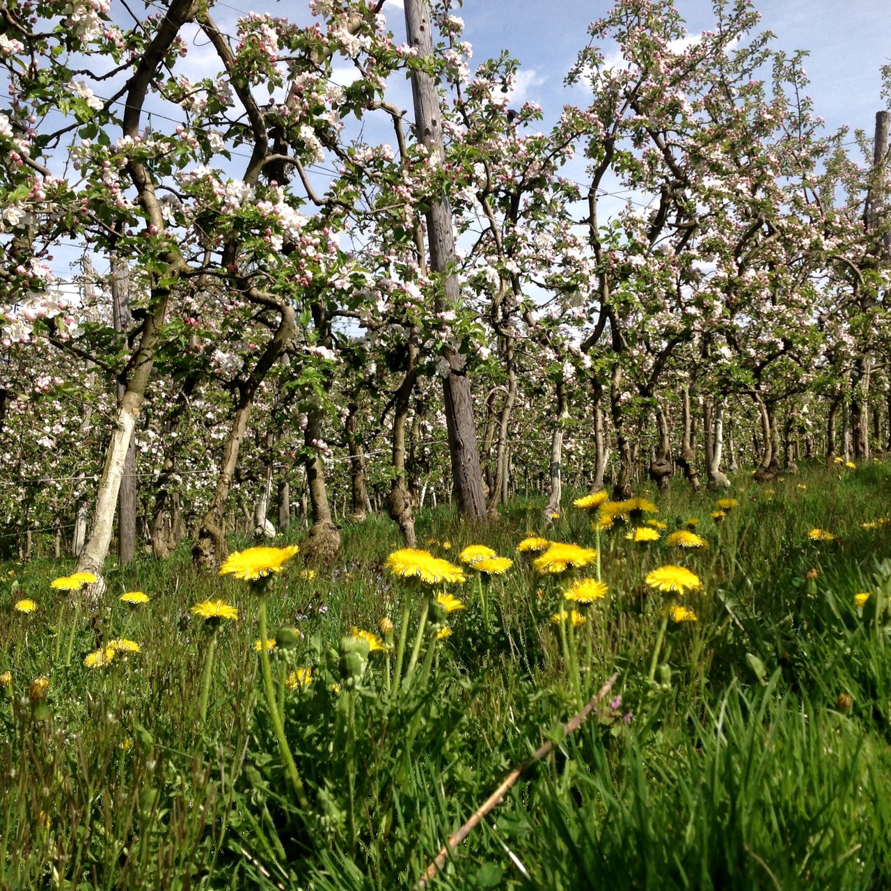 Es grünt und blüht ...