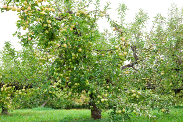 Es grünt so grün ...