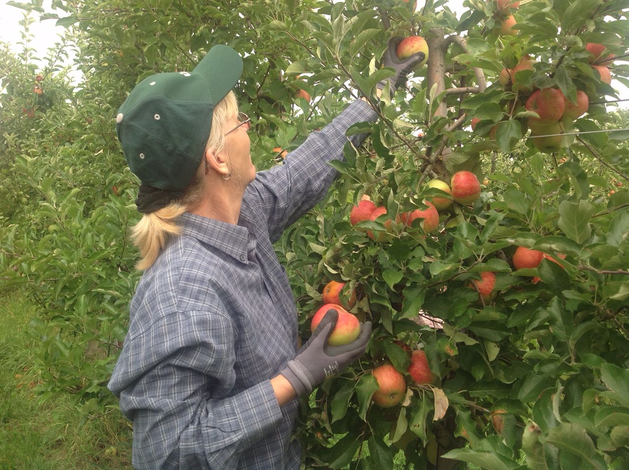 Die guten in's Körbchen ...