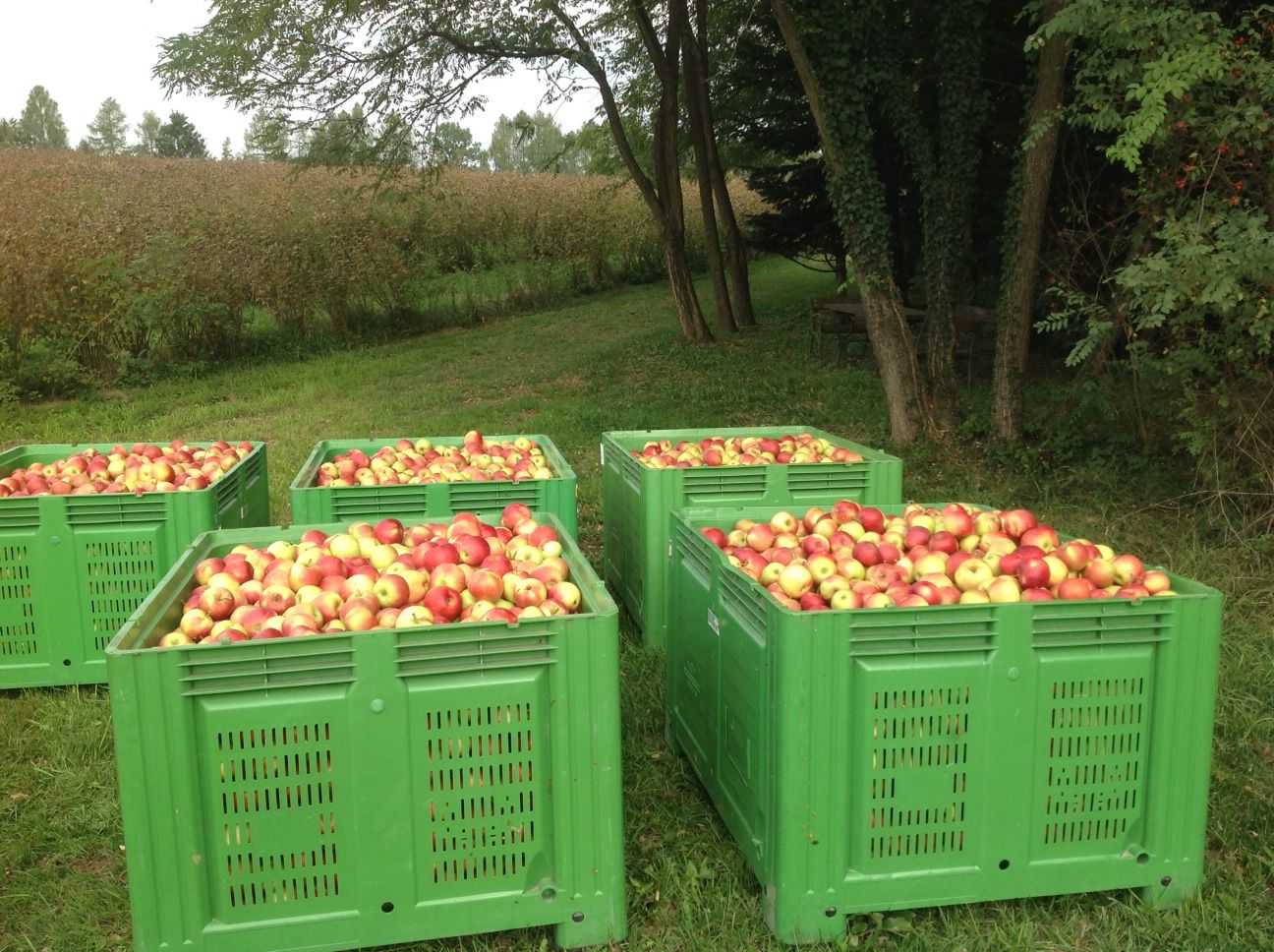 Wer Äpfel hat, der hat es schwer ...